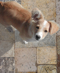 Biblical Stone with a puppy stairing at the camera